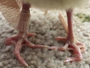 Crooked toes on a peafowl hatchling