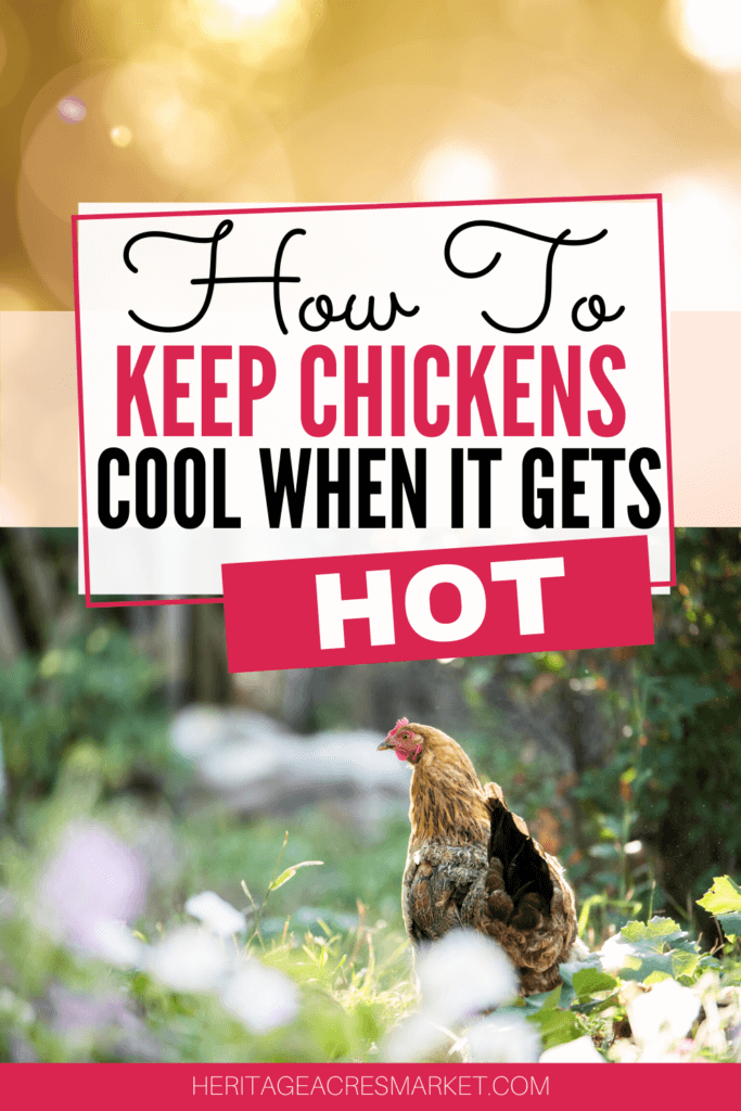 how to keep chickens cool