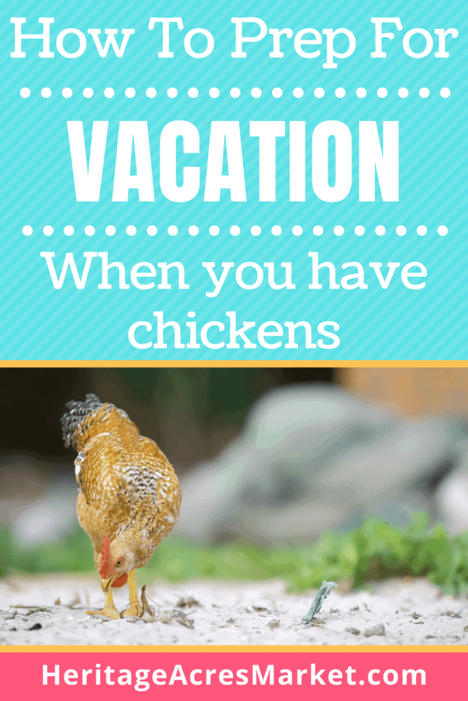 what to do with chickens when on vacation