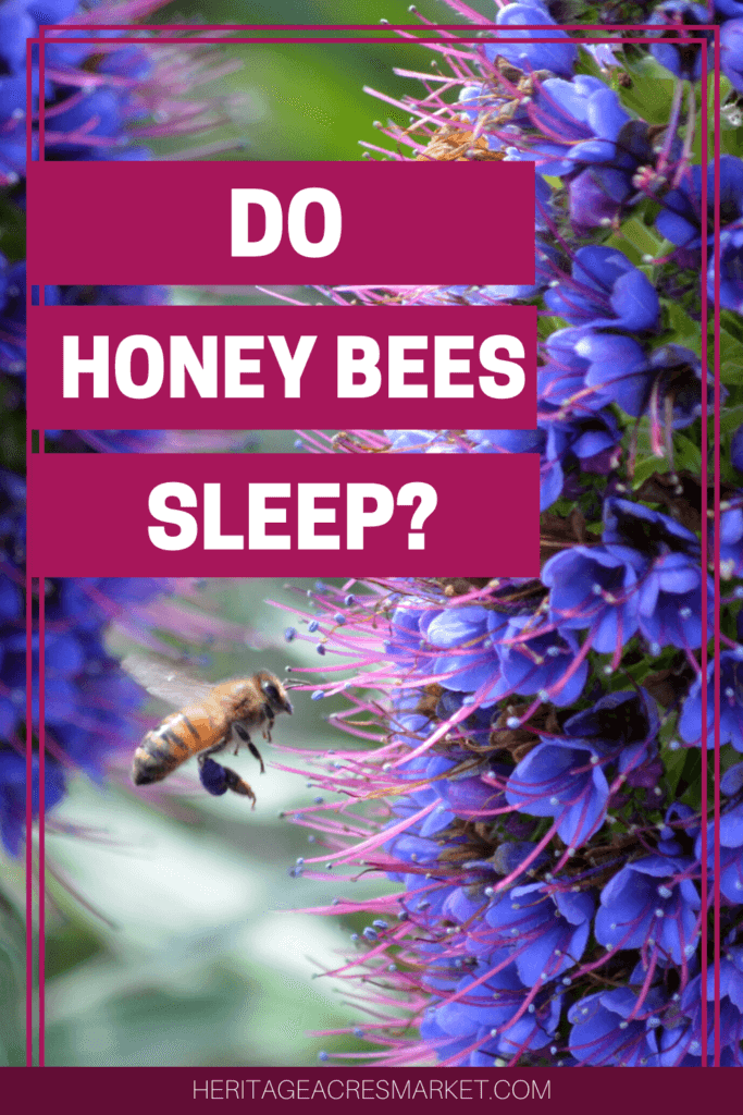 do bees sleep