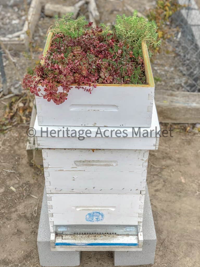 BEE HIVE WITH LIVING ROOF